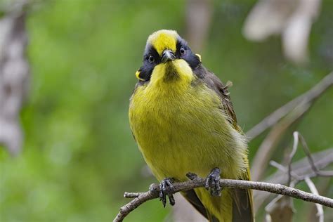 Friends Of The Helmeted Honeyeater Together For Wildlife