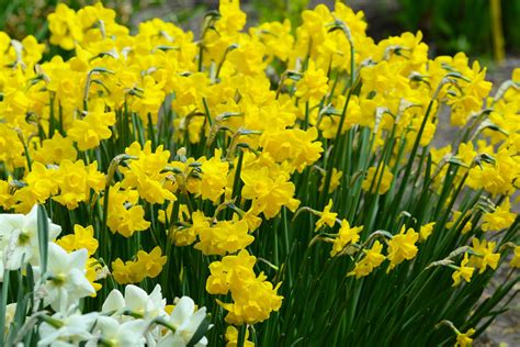 Daffodils Quail Hardy Perennials Perennial Plants Lambs Ear Plant