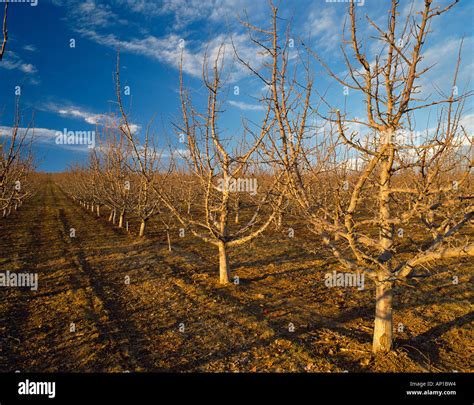 Agriculture Red Delicious High Density Apple Orchard In Early Spring Dormant Stage Yakima