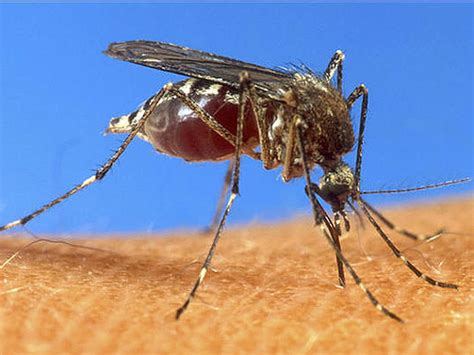 Sandfly 10 Most Terrifying Parasites Ever Pictures Cbs News
