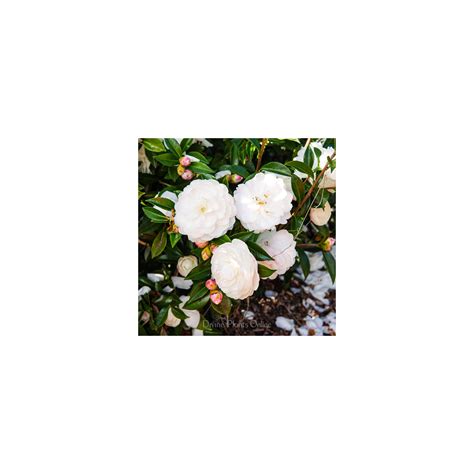 camellia sasanqua early pearly divine plants online shop