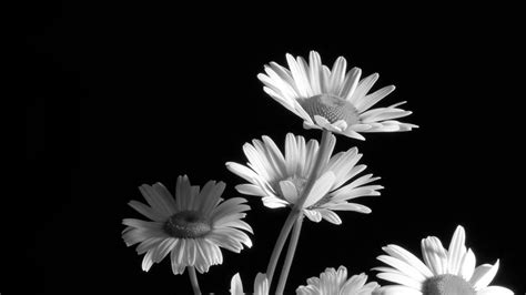 Black And White Flower Wallpapers Top Free Black And White Flower