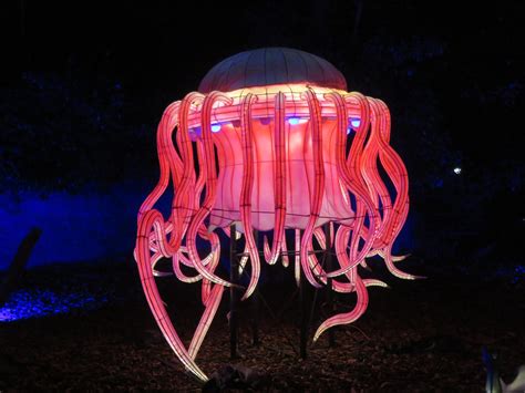 Lantern Safari Atolla Jellyfish By Sabreleopard On Deviantart