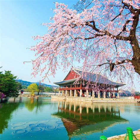 Best Time To Visit South Korea Travel Tips South Korea