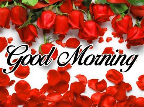 Good Morning Red Rose Hd Images In 2020 Morning Images Red Roses