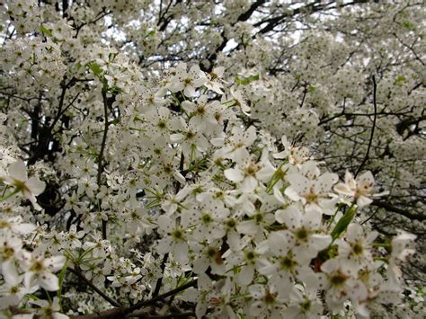 Macro White Flowering Tree Trees Free Nature Pictures By