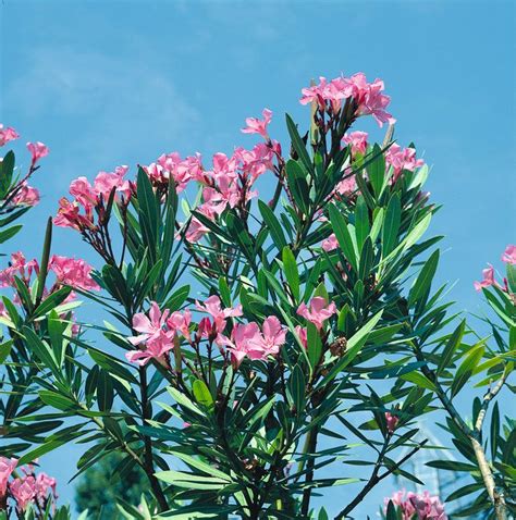 Espirradeira Nerium Oleander Plantas Flores Borges