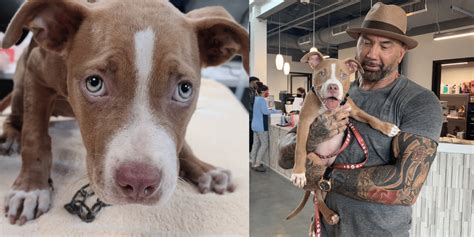 Dave Bautista Adopts Hurt Puppy And Offers Reward To Find The Person Who