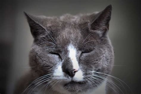We did not find results for: Congestive Heart Failure in Cats. When to euthanize ...