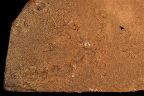 44 Horodyskia Fossil Slab Oldest Known Multicellular Life 130666