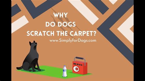 Why Do Dogs Scratch The Carpet Youtube