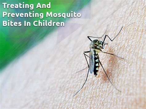 World Mosquito Day 2019 Useful Tips For Treating And Preventing