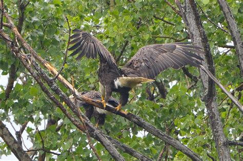 Eagle Has Landed Photograph By Mark Madion Pixels