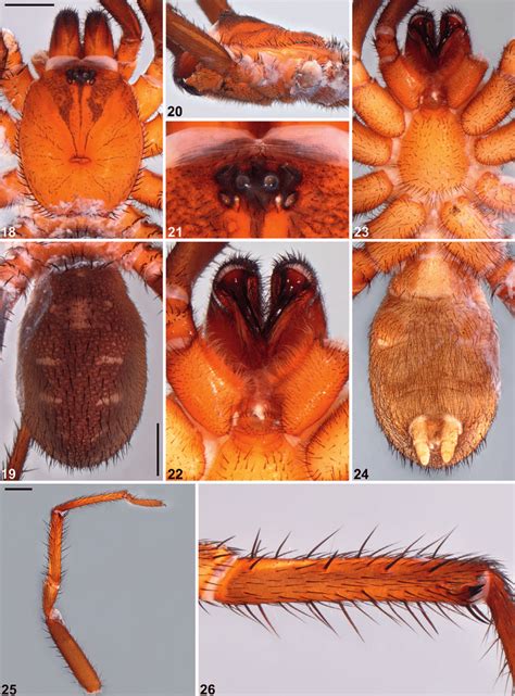 Cataxia Barrettae Sp Nov Male Holotype Wam T135872 Somatic