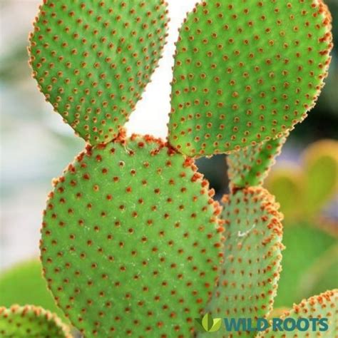 Find the perfect bunny ears cactus stock photos and editorial news pictures from getty images. Red Bunny Ear Cactus | Wild roots