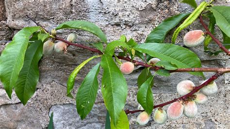 How To Prune A Peach Tree And The Best Time To Do It