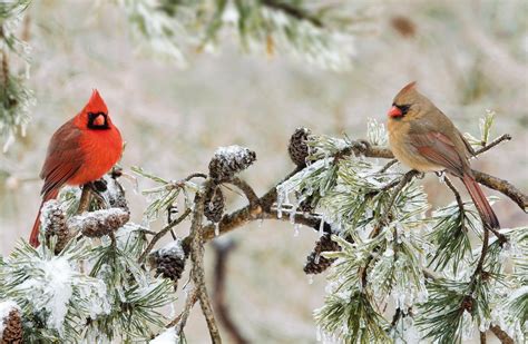 32 Winter Hintergrundbilder Vögel Besten Bilder Von Ausmalbilder