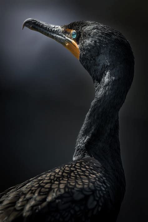 Double Crested Cormorant 8507968 Photograph By Dan Power Fine Art America