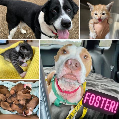 Foster Program Animal Shelter