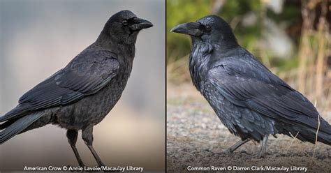 Common Raven Vs American Crow