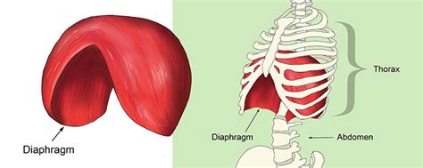 Subscribe to our free newsletters to receive latest health news and alerts to your email inbox. The diaphragm separates the thorax from the abdomen