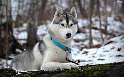 Husky Dog Collar Snow Dogs Forest Wallpapers