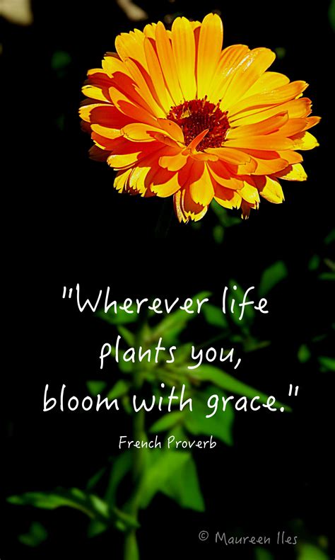 Wherever Life Plants You Bloom With Grace French Proverb Famous
