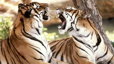 2 Bengal Tigers Fighting Snarling At Each Other