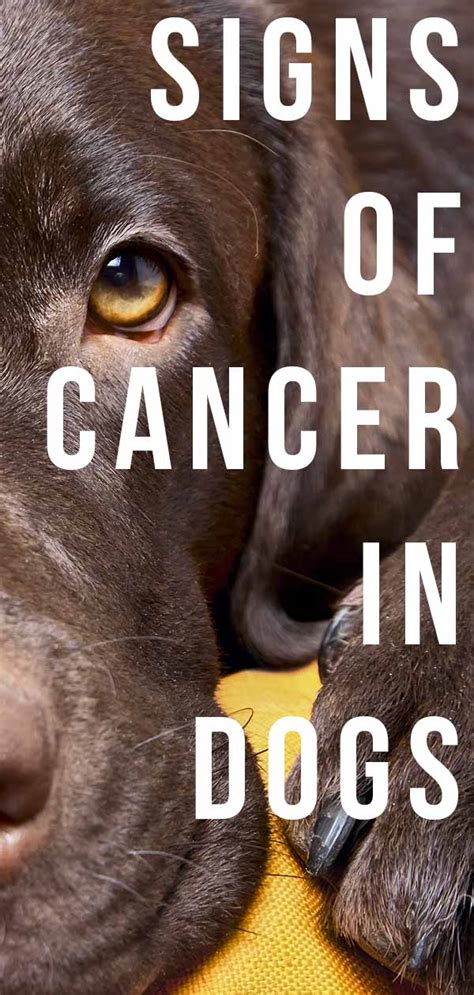Signs Of Cancer In Dogs A Vets Guide To The Symptoms Of Canine Cancer