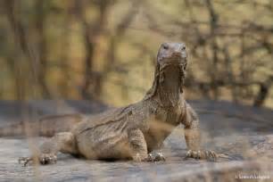 Toehold Animal Of The Week Monitor Lizard Bandipur India