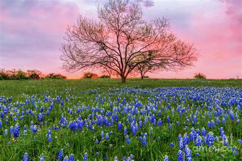 Bluebonnet Sunset In Hill Country Photograph By Bee Creek Photography