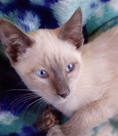 Pouncing Paws Siamese Oriental Balinese Javanese And Thai Cat