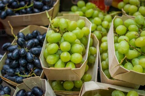 Fresh Grapes Chavan Patil Exports And Imports Sangli Maharashtra