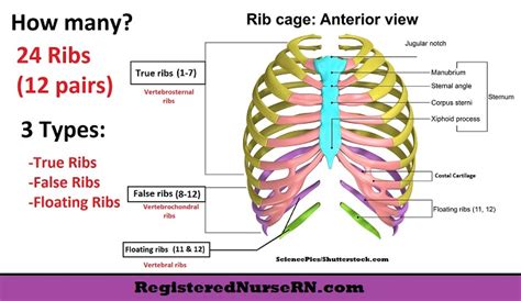 Costae are arranged in pairs and articulate with two successive vertebrae. Ribs Anatomy | True Ribs, False Ribs, Floating Ribs ...