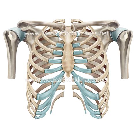 Rib Cage And Shoulder Skeletal Anatomy Medical Stock Images Company
