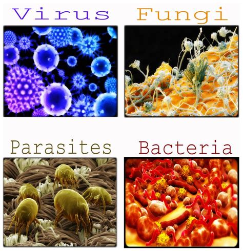 The 411 On Germs Germs Are Disease Causing Microorganisms That Cause