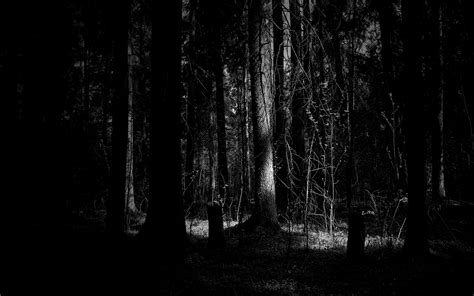 Hd Dark Woods Backgrounds Pixelstalknet