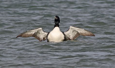 White Billed Diver By Stephen Ray Birdguides