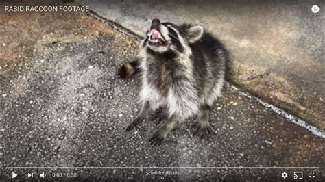 Rabid Raccoon Footage Graphic Youtube