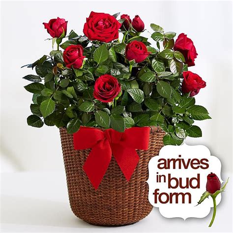 Romantic Red Rose Plant Planting Roses Rose Plant Care Rose Care
