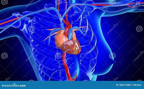 3d Illustration Female Heart Anatomy Stock Illustration Illustration
