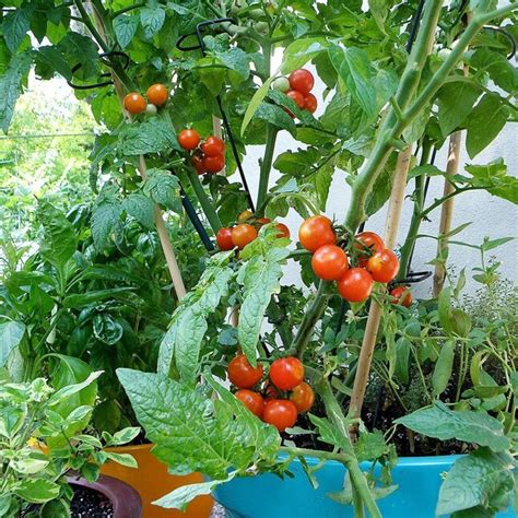 Bonnie Plants Tomatoes Pot Plant At