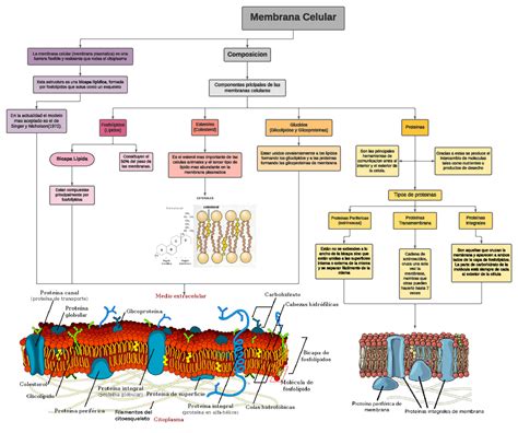 Mapa Conceptual Membrana Celular Membrana Celular La Membrana Celular