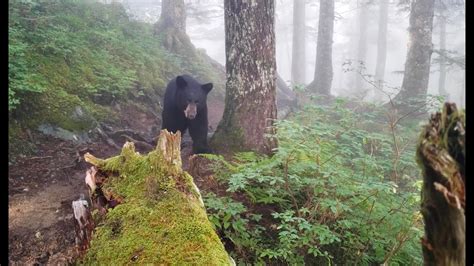 Black Bear Encounter Juneau Alaska Youtube