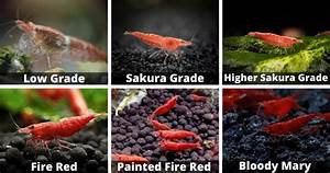 Red Cherry Shrimp Grades Explained With Pictures Acuario Pets
