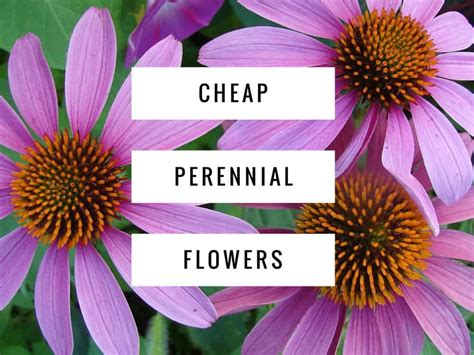 Turn a plot into a minimalist escape that's perfect for city living. Inexpensive Perennial Flowers for Your Garden