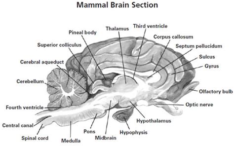 Sheep Brain Dissection Carolina Biological Supply