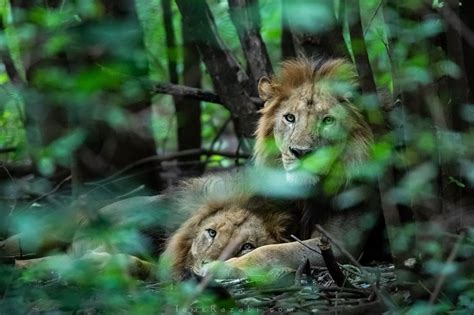 Wildlife Photography Exposure Technique Tomer Razabi Photography