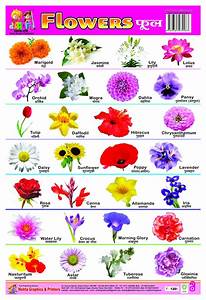 List Of Flowers Name In Hindi And English Pdf फ ल क न म