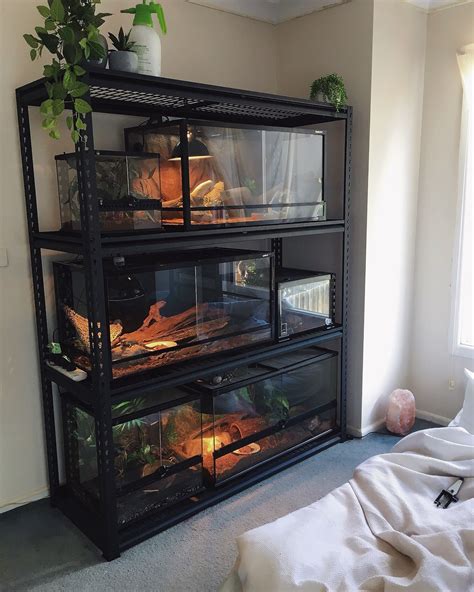 Reptile Rack Setup Snake Terrarium Reptile Terrarium Reptile Rack